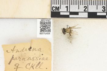Media type: image;   Entomology 771454 Aspect: Labels